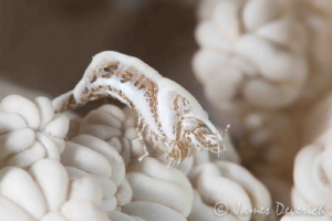Xenia shrimp by James Deverich 